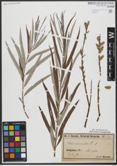 Foto von Salix viminalis L.